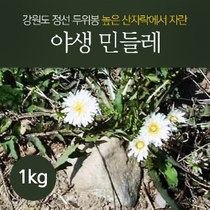 생민들레(야생) 1kg , (뿌리, 전초) - 주문 당일 채취 발송